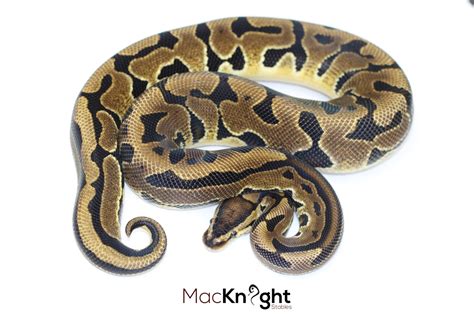 Toradh íomhá ar Wk Ball Python