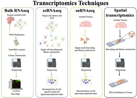 Toradh íomhá ar Icon Transcriptomics RNA