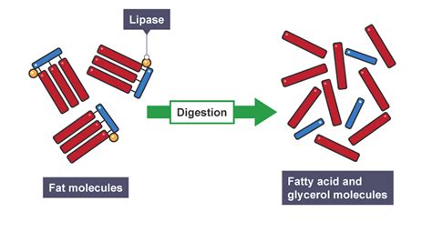 Afbeeldingsresultaten voor Lipid Enzyme