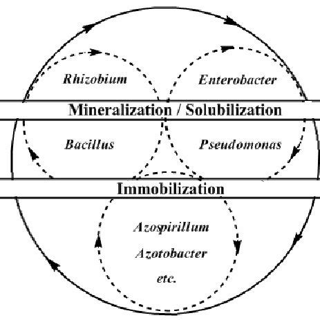Image result for Phosphorus Immobilization