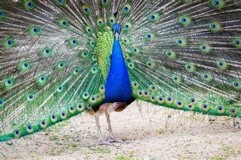 Image result for Peacock Stick Drawing