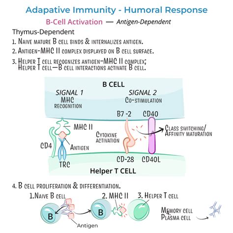Humroal Immunity Complement に対する画像結果