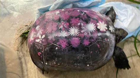 Image result for Bumpy Painted Turtle Shell
