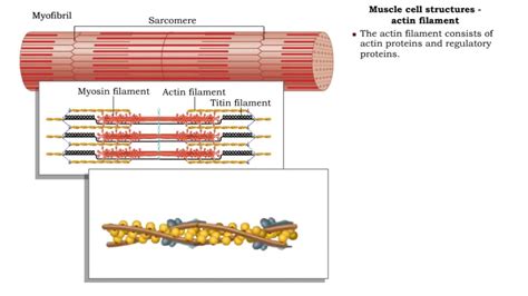 Toradh íomhá ar Structure of Actin and Myosin