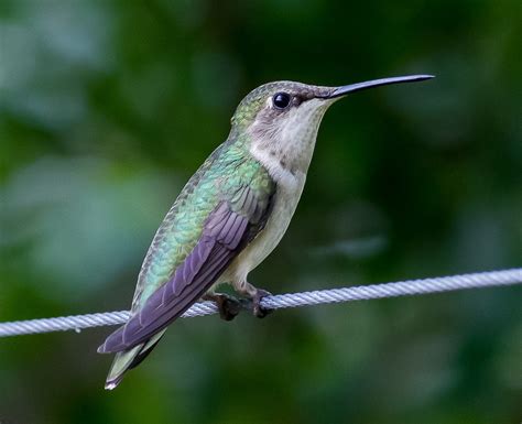 Image result for Hummingbird DXF File
