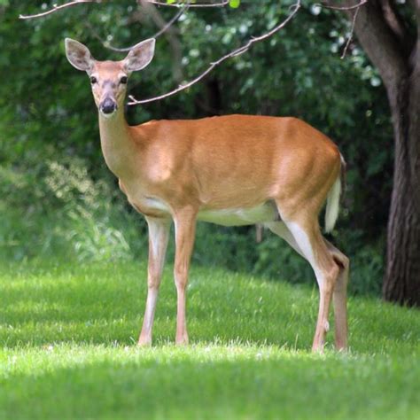 Image result for Doe You Want Free Robux