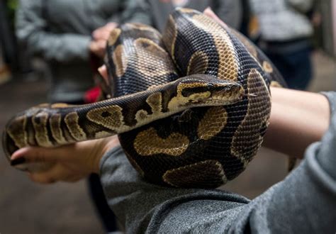 Afbeeldingsresultaten voor Histograms Python Nice