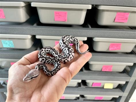 Toradh íomhá ar Ball Python Morphs Axanthic Ghost