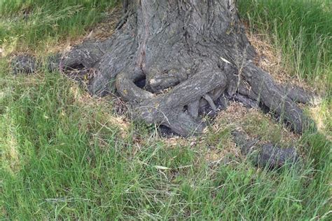 Image result for Tree with Root System