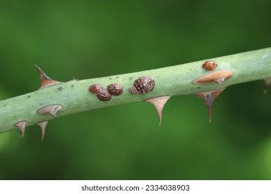 Image result for Scale Insect Damage