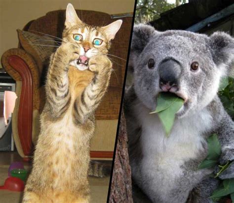 Image result for CSS Slanted Div