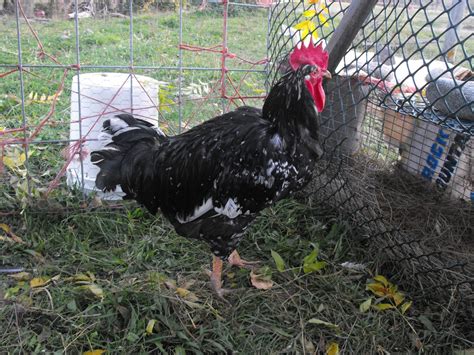 Image result for Mottled Java Pullets