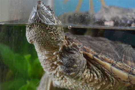 Image result for Snapping Turtle Shell Pattern Swimming