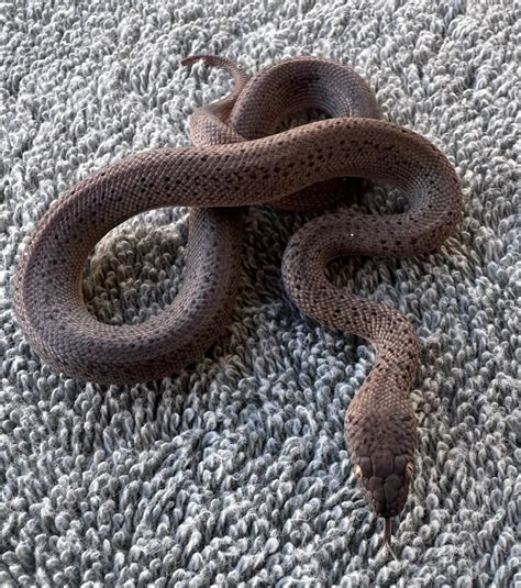 Full-Grown Spotted Python に対する画像結果