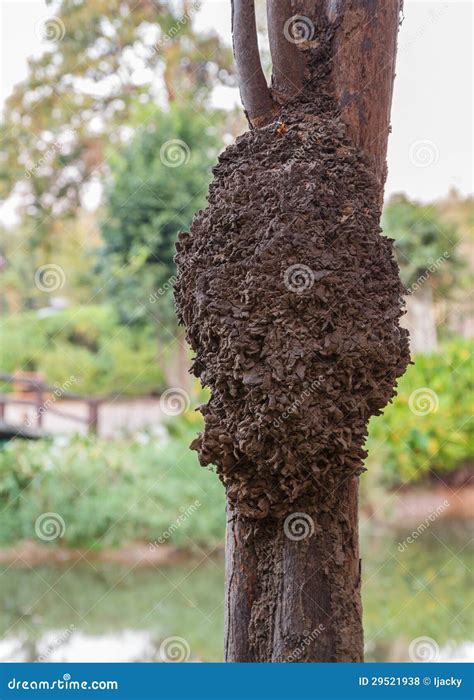 Image result for Termite Nest in Tree