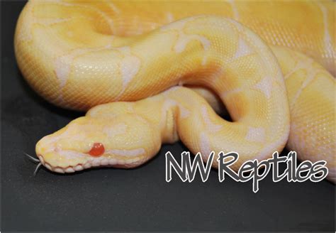 Image result for True Albino Ball Python