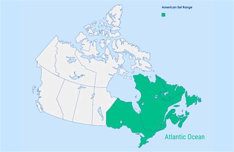 Image result for Nature Eels Map Python