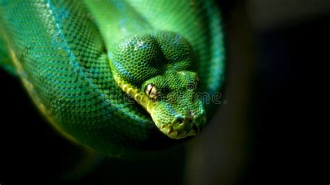 Image result for Python Side Eye