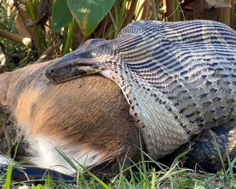 Toradh íomhá ar Burmese Python Eating Deer