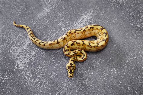 Image result for Spider Freeway Ball Python