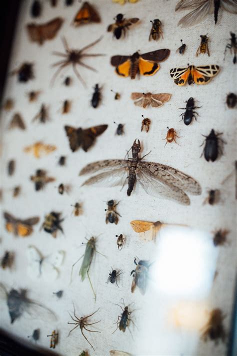 Image result for Insect Pinning