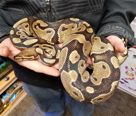 Afbeeldingsresultaten voor Pet Snake Ball Python
