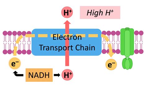 Visual Representation of Electron Transport Chain に対する画像結果