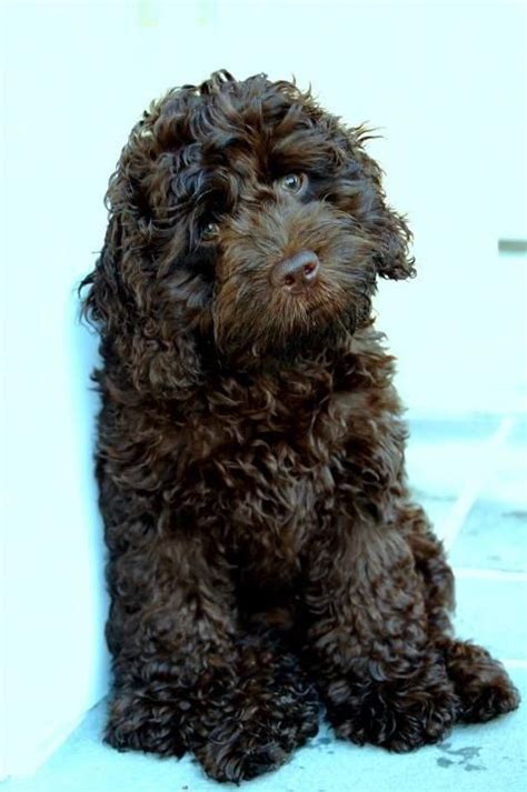 Chocolate Brown Cockapoo Adult に対する画像結果