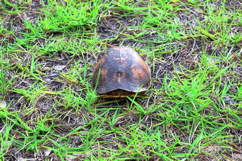 Image result for Turtle Shell Hiding