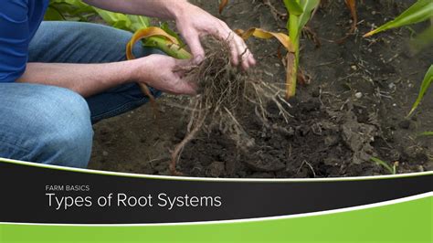 Image result for Different Types of Root Systems