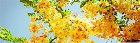 Image result for Spring Dual Monitor Wallpaper