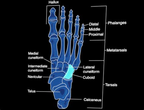 Image result for Tendons From Cuboid Bone