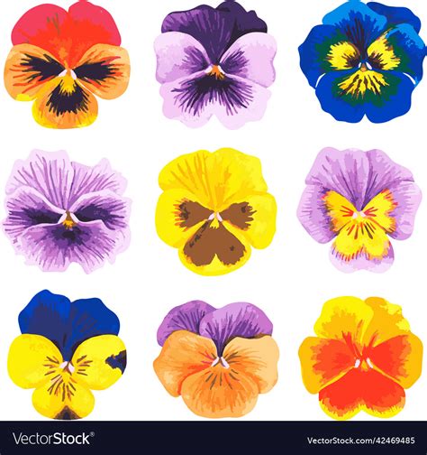 Image result for Pansy Shell Vector