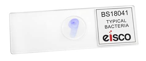 Bacteria Microscope Slides に対する画像結果