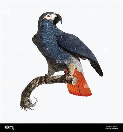 Afbeeldingsresultaten voor Grey Parrot and a Cat