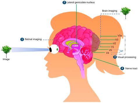 Image result for Visual Brain Coding