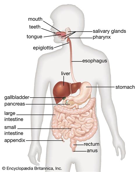 Image result for Our Digestive System