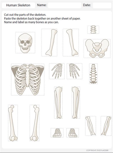 Compact Bone Labeling Worksheets に対する画像結果