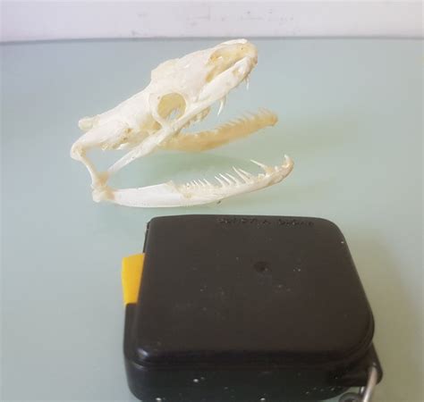 Toradh íomhá ar Schedel Python