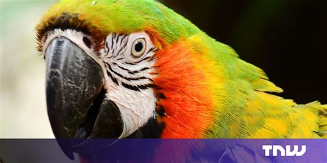 Image result for Macaw Web Design Software