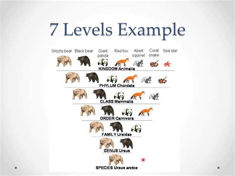 Image result for Taxonomy Chart Examples
