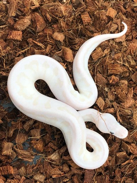 Fake White Ball Python Toy に対する画像結果
