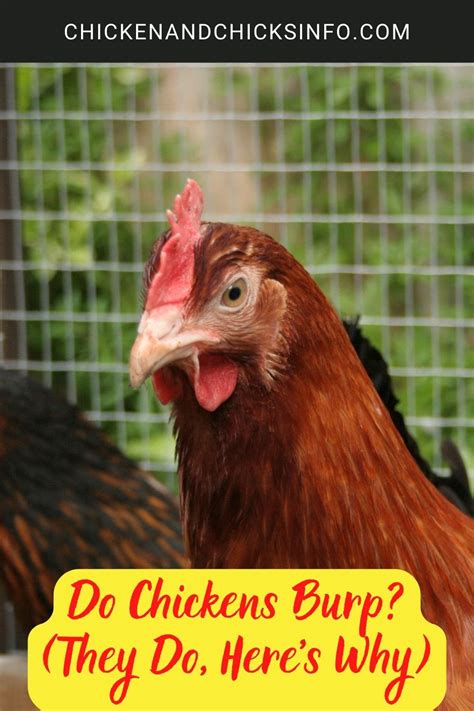 Chick Burp కోసం చిత్ర ఫలితం