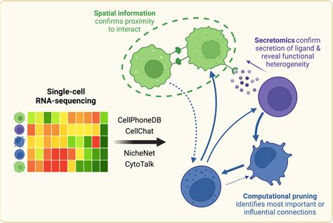 Cell-Cell Interaction Network Visualization に対する画像結果