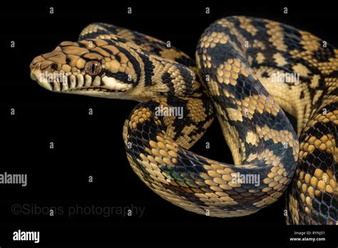 Image result for Scrub Python Racetrack