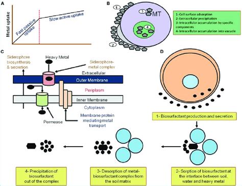 Image result for Adsorption Diagram in Microbial Remediation