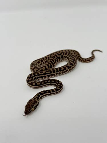 Image result for Baby Stimson Python