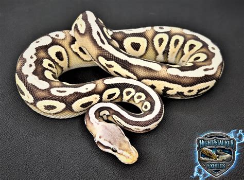Ghost Ball Python に対する画像結果