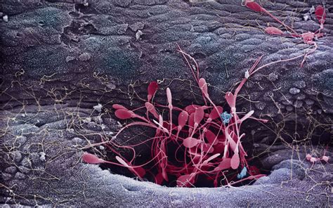Egg Cell without a Microscope に対する画像結果