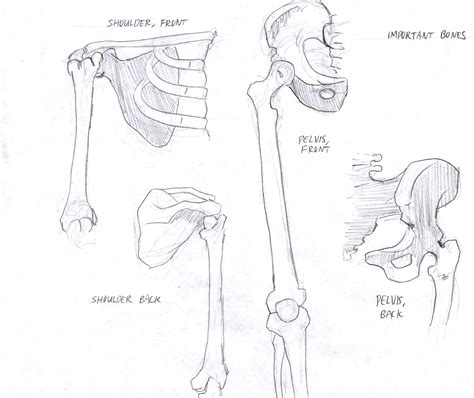 Image result for Female Skeleton for Drawing